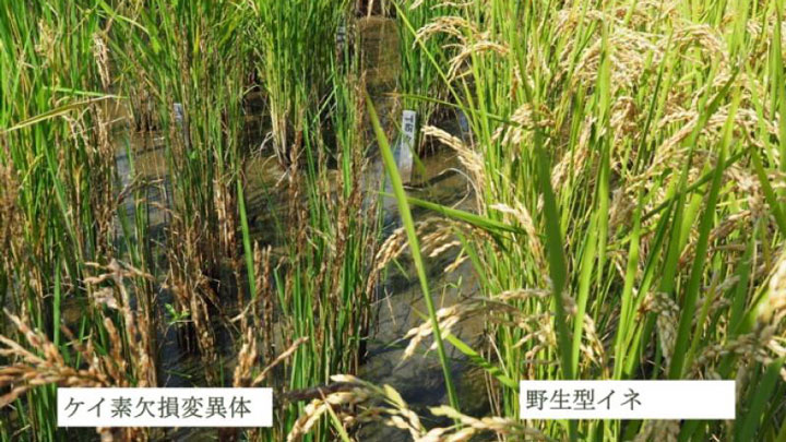 イネの安定多収に欠かせないケイ酸チャネルの構造基盤を解明　岡山大学