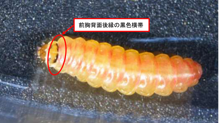 【特殊報】県内のトマト施設でトマトキバガ　国内で初確認　熊本県