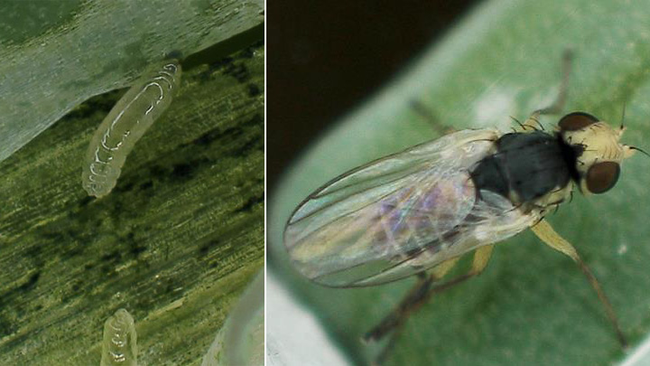 【特殊報】ネギハモグリバエ「B系統」県内で初発生　島根県