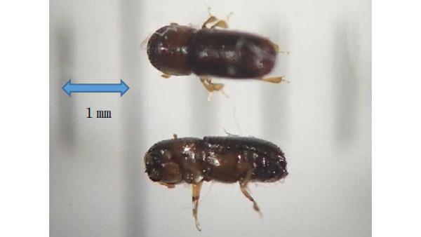 【特殊報】ナシにサクセスキクイムシ　県内で初確認　茨城県