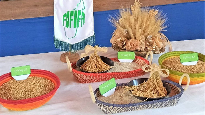 養分欠乏下で高い生産性　イネの新品種「FyVary」マダガスカルで登録　国際農研
