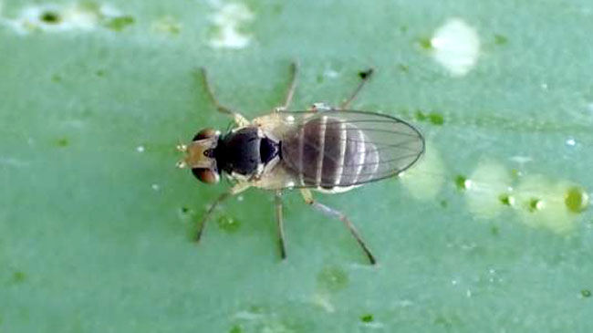 【特殊報】ネギハモグリバエB系統　県内で初確認　群馬県