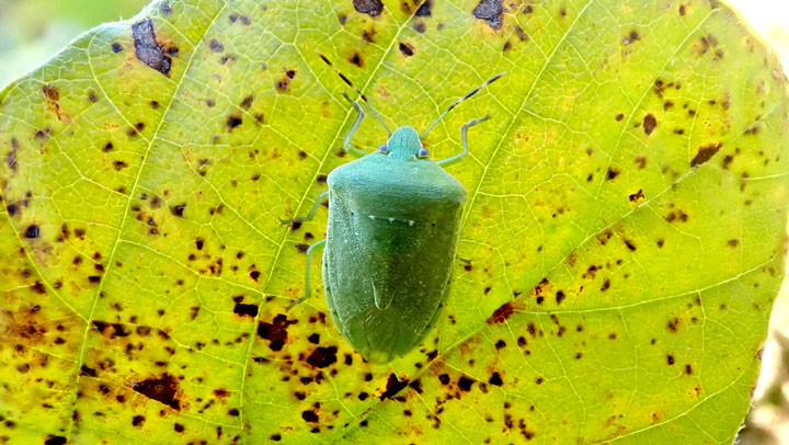 【特殊報】ミナミアオカメムシが新発生　県南地域の大豆ほ場で確認　栃木県