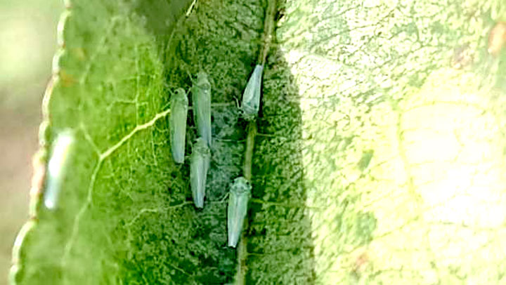 【特殊報】モモにヨコバイ科の一種　県中部、北部地域で発生　大分県