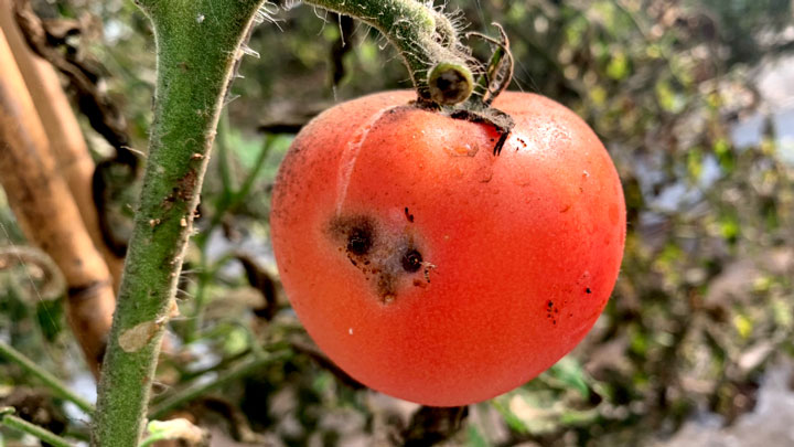 【特殊報】トマトキバガ（チョウ目キバガ科）　県内で確認　宮崎県