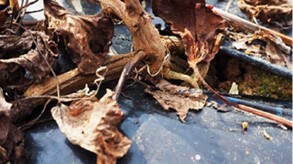 【特殊報】サツマイモ基腐病　県内で新発生　中西部のサツマイモ栽培ほ場で確認　広島県