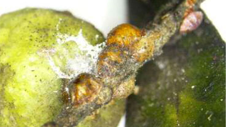 【特殊報】オリーブにハンエンカタカイガラムシ　国内で初めて確認　鹿児島県