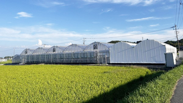 「げんき農場」 佐賀県基山町にいちご農場を新規開設　西日本で初出店　渡辺パイプ