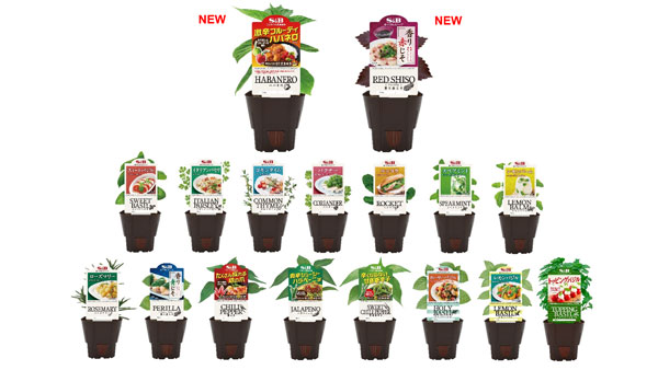 「S&Bハーブ苗」17品　4月1日に新発売「唐辛子」「しそ」が充実
