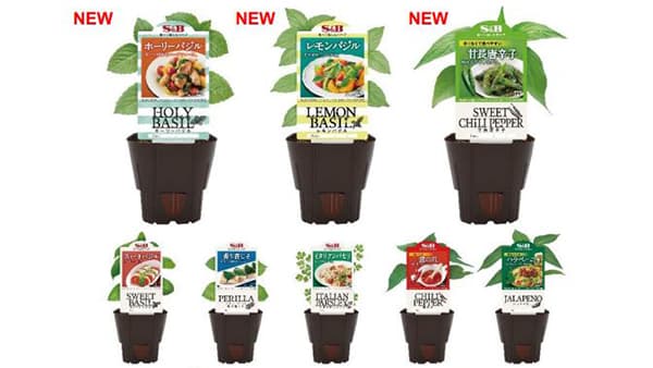 育てて食べて楽しむハーブ「S＆Bハーブ苗」14品新発売　エスビー食品