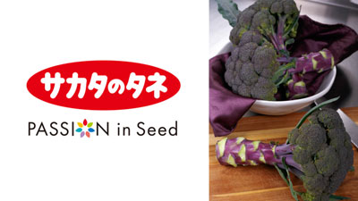 サカタのタネ開発　紫ブロッコリー『Purple Magic』がAAS入賞