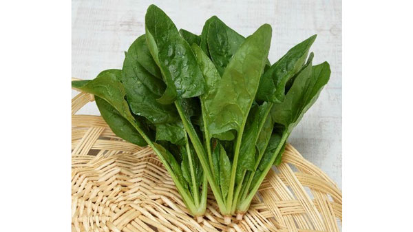 "えぐみ"のシュウ酸を70%オフ　サラダほうれん草「まろみ」新発売　トーホク