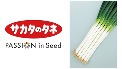 夏越ししやすく強風に強い　冬どり用一本ネギ「冬扇シオン」種子発売　サカタのタネ