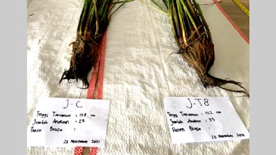 微生物植物活性剤「東京8」がJAS有機資材認定　有機農業の生産性を倍増　太陽油化