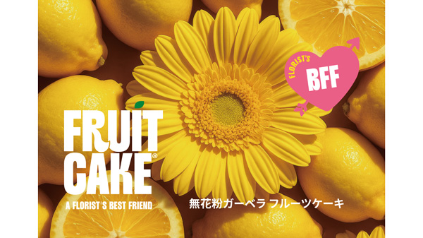 「無花粉ガーベラ フルーツケーキ」ブランド本格始動　デュメンオレンジジャパン