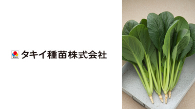 白さび病と萎黄病に強耐病性　コマツナ「夏蒼天」種子を新発売　タキイ種苗