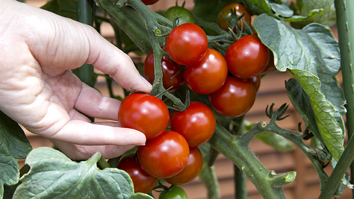 プランター菜園　人気のミニトマト栽培のコツを紹介　タキイ種苗