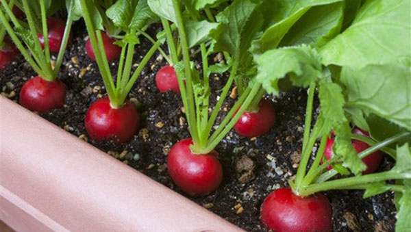 秋の「家庭菜園」おすすめは葉菜と根菜　栽培適期・土・虫がポイント　タキイ種苗