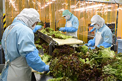 「鮮度が大事」カット野菜需要増