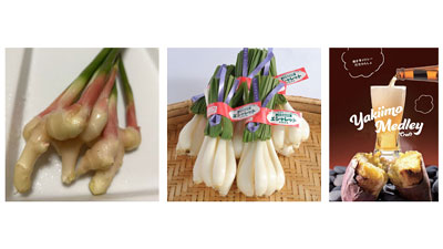 「なめがたさんちの特選マルシェ」ＪＡなめがたしおさい厳選「初夏の野菜ボックス」販売開始