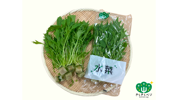 きらきらベジ「春菊」「水菜」新発売 完全閉鎖型植物工場で安定生産