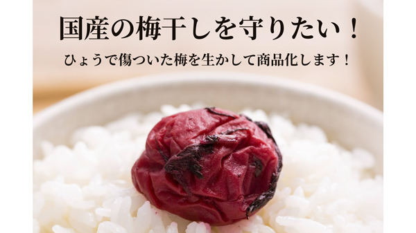 「雹で傷ついた梅を活かし、日本の梅文化を継承」梅ボーイズがクラファン開始