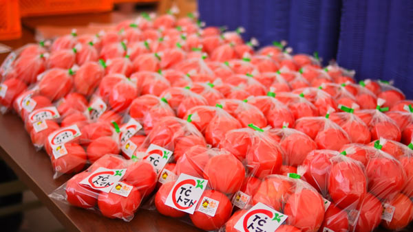 島根から全国へ　大玉で高糖度「TCトマト」販売開始　TC浜田農場