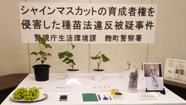 シャインマスカット苗の「違法販売」防げ　注意喚起、商品削除...農水省とフリマ業者、対策に注力