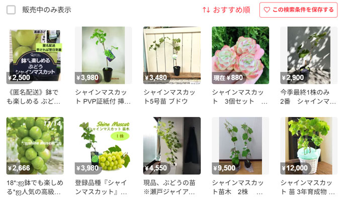 シャインマスカット苗の「違法販売」防げ 注意喚起、商品削除農水省