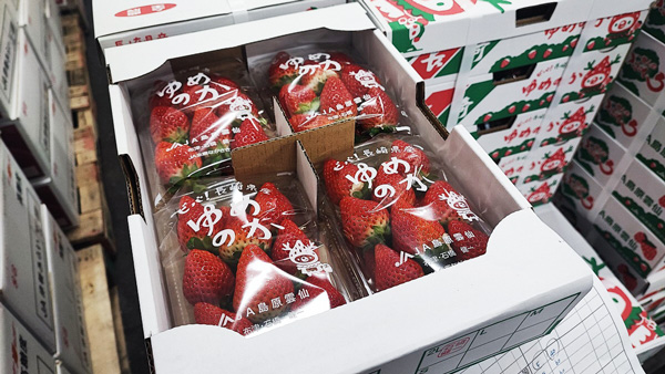 大阪市場で全国トップシェア「長崎いちご」PRイベントを大阪市中央卸売市場で初開催