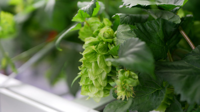 ビール原材料「ホップ」の屋内栽培技術　CULTA社と共同で確立　キリン