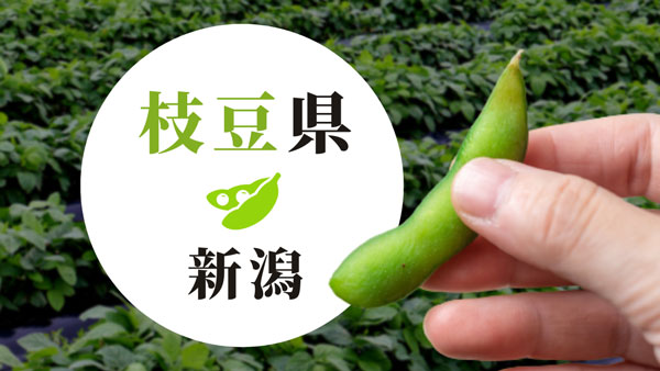 枝豆リレーができる新潟県の"枝豆"　特集ページを開設　新潟県観光協会