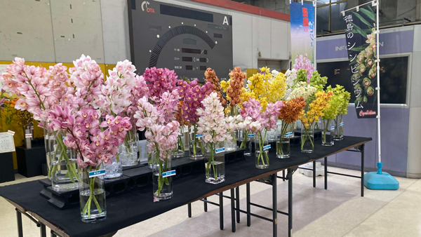 日本一の花市場　大田市場で徳島県産「シンビジウム」展示