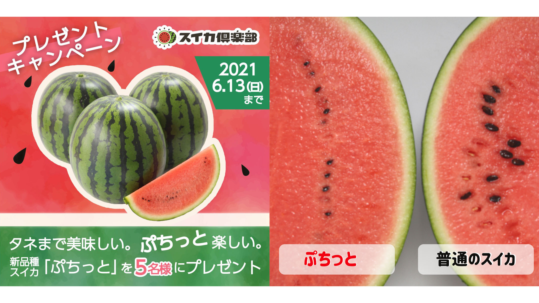 スイカの新品種　タネまで美味しい「ぷちっと」5人にプレゼント　萩原農場