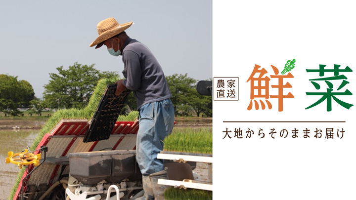 直送通販サイト「鮮菜」農家から採れたて野菜など直送　サウンドエフ