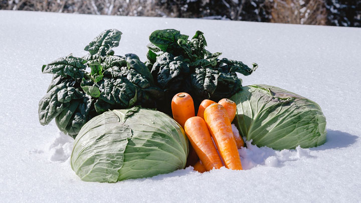 豪雪が生み出す野菜の新ブランド「信州　信濃町 雪まち野菜」誕生　長野県信濃町